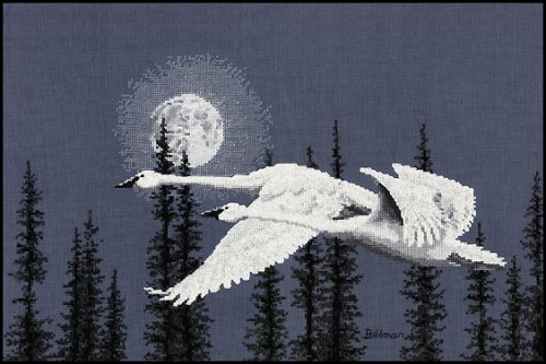 (image for) Night Moves (Trumpeter Swan)
